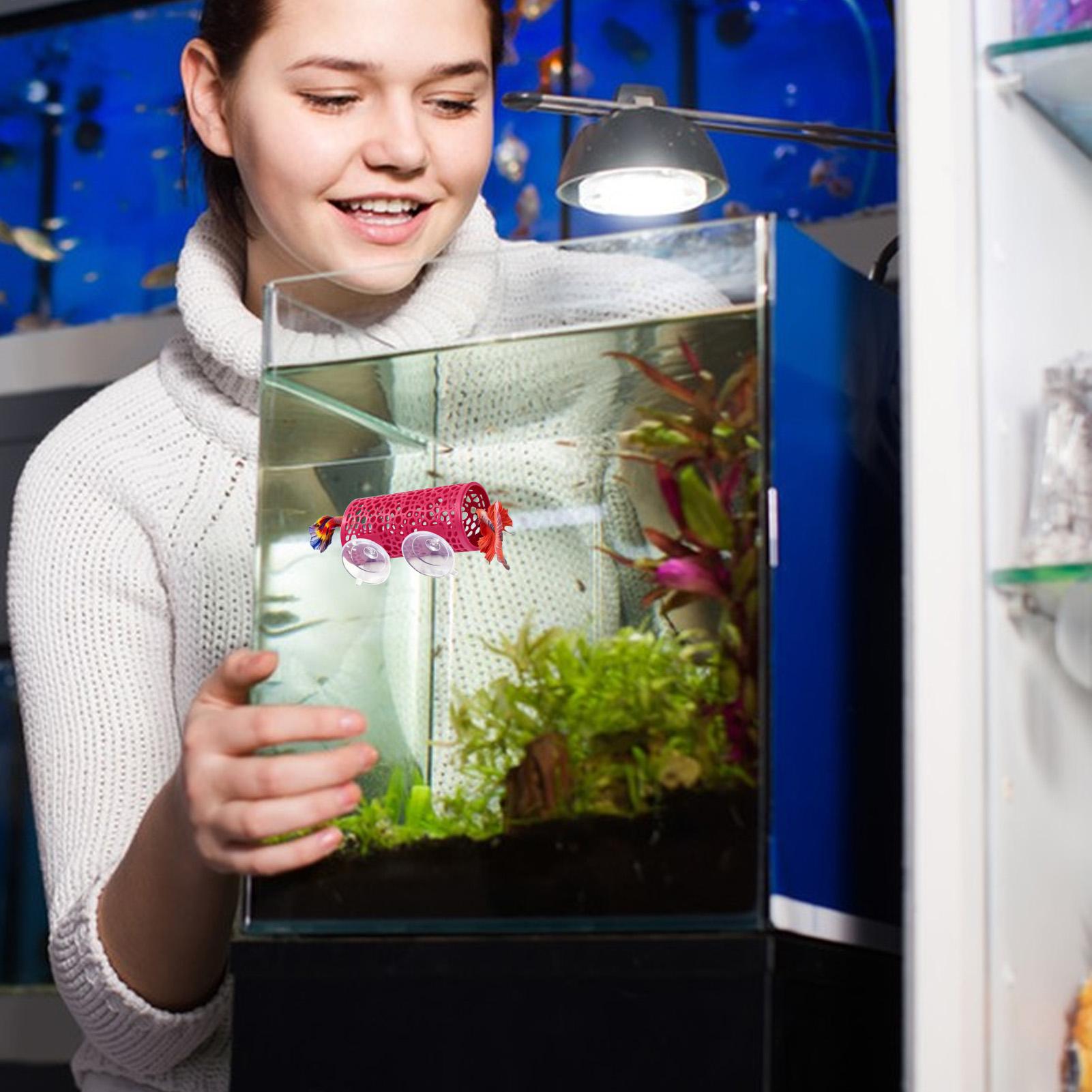 Aquarium Fish Small - مأوى استراحة لأسماك البيتا، زينة على