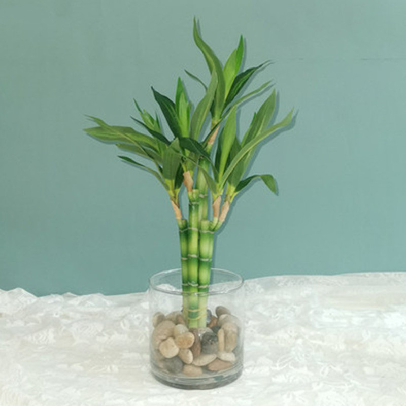 Aquarium Fish Land - نبات البامبو الصناعي الجديد بطول 40