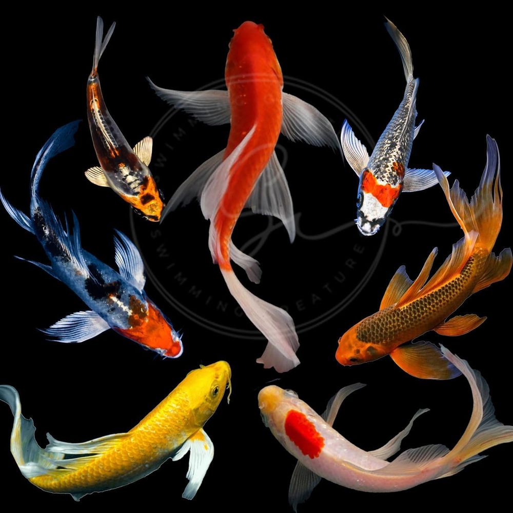 Live Fish Aquarium - أسماك الكوي الحية بألوان متنوعة للبرك