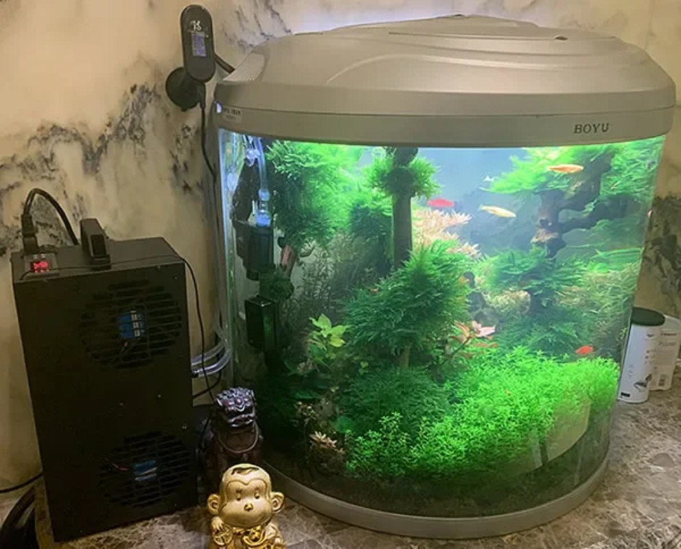 درجة حرارة ثابتة قابل للتعديل  - مراجعة Aquarium Fish Small وسعره