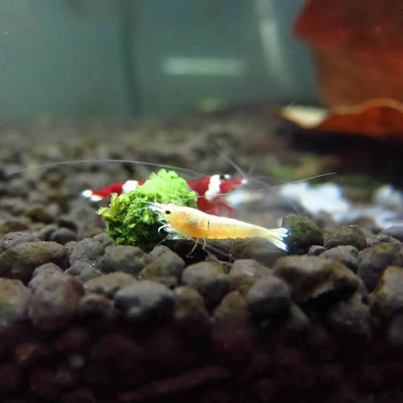 طعام للروبيان الزينة من السبان - مراجعة Aquarium Fish Eggs وسعره