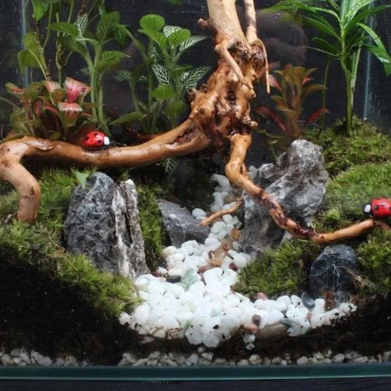شجرة طبيعية جذع Driftwood لحوض - مراجعة Aquarium Fish Cartoon وسعره