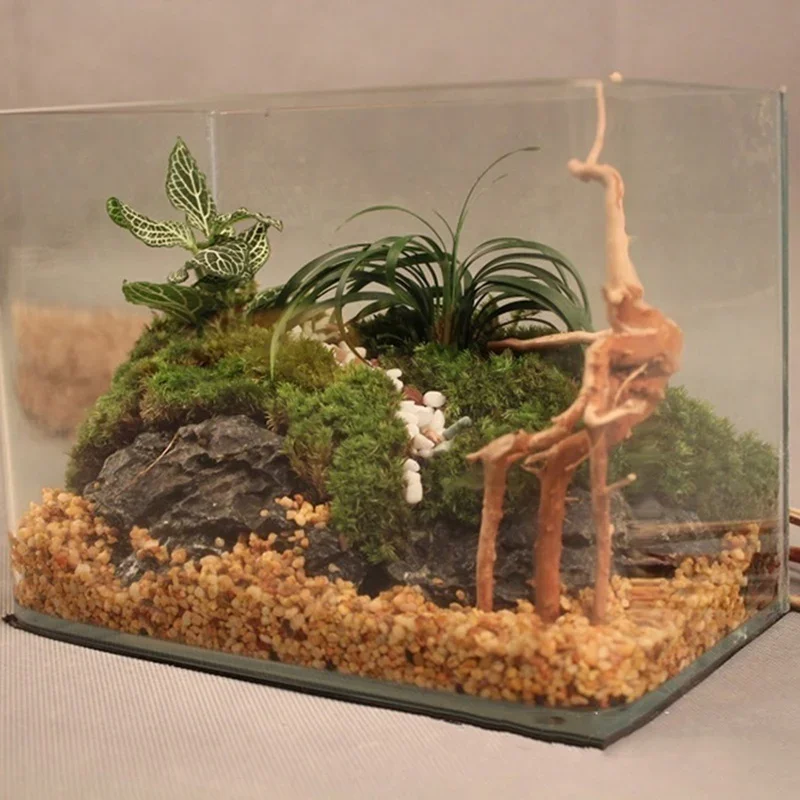 شجرة طبيعية جذع Driftwood لحوض - مراجعة Aquarium Fish Cartoon وسعره