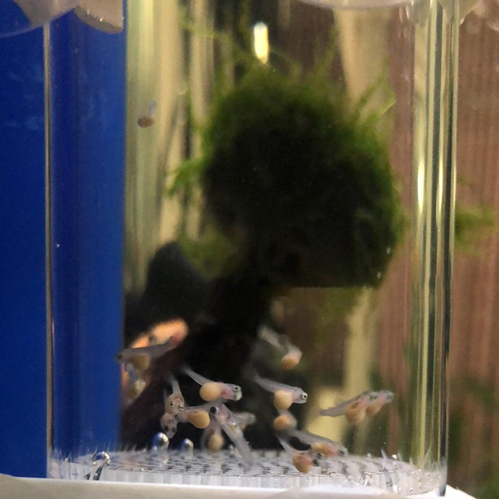 حاضنة بيض أسماك الزواحف 40 مم، - مراجعة Aquarium Fish Eggs وسعره