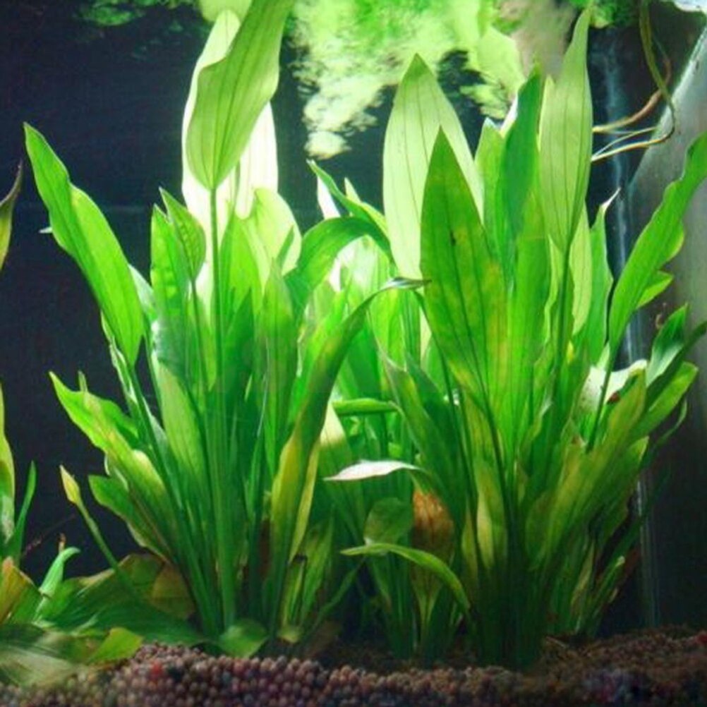15 سنتيمتر حوض السمك الاصطناعي - مراجعة Aquarium Fish Cartoon وسعره