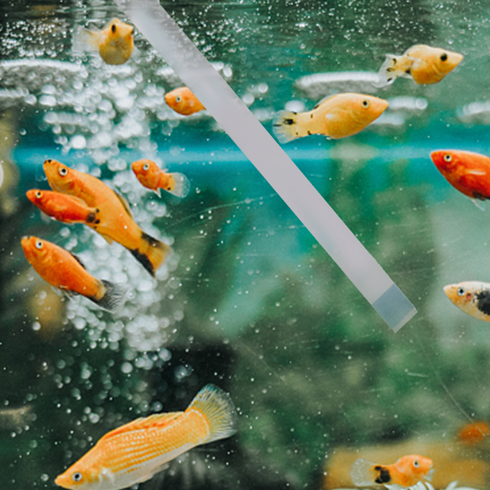 شرائط اختبار جودة المياه لحمام - مراجعة Aquarium Test Kit وسعره
