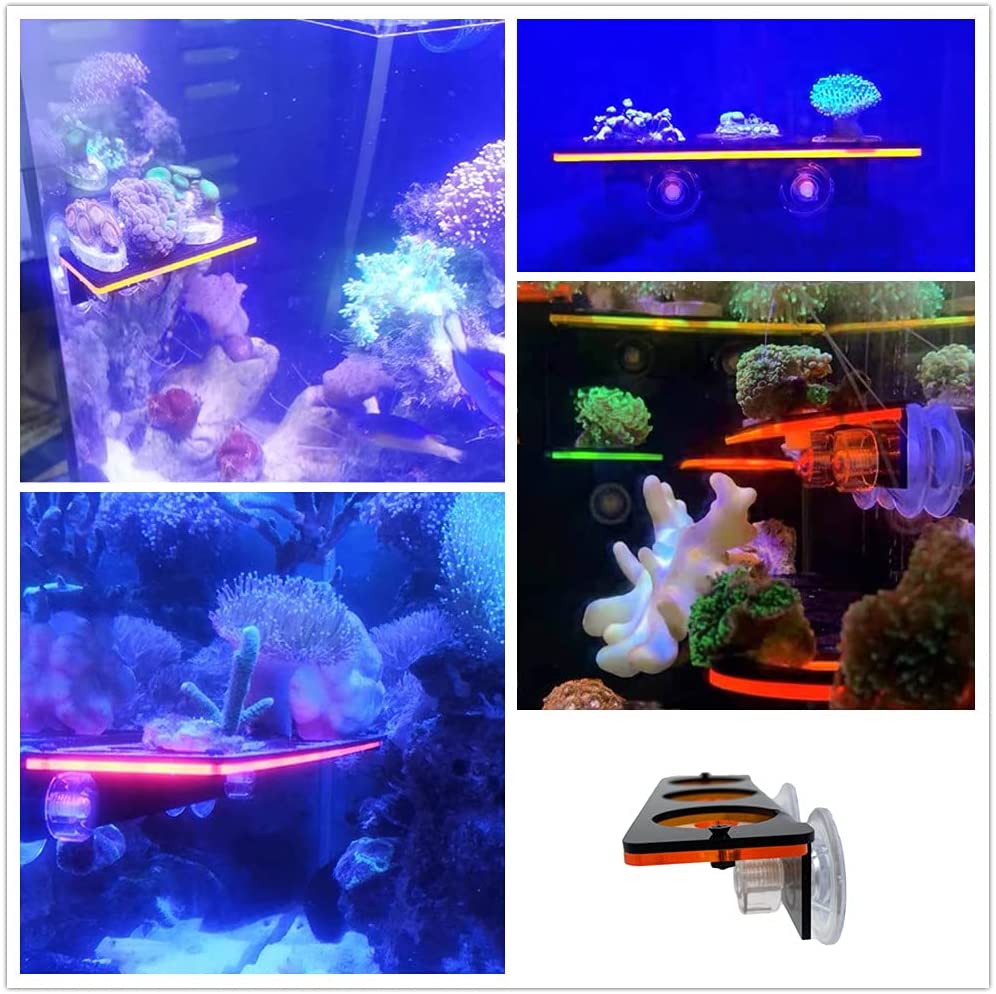 الفلورسنت المرجان Frag التوصيل - مراجعة Aquarium Fish Cartoon وسعره