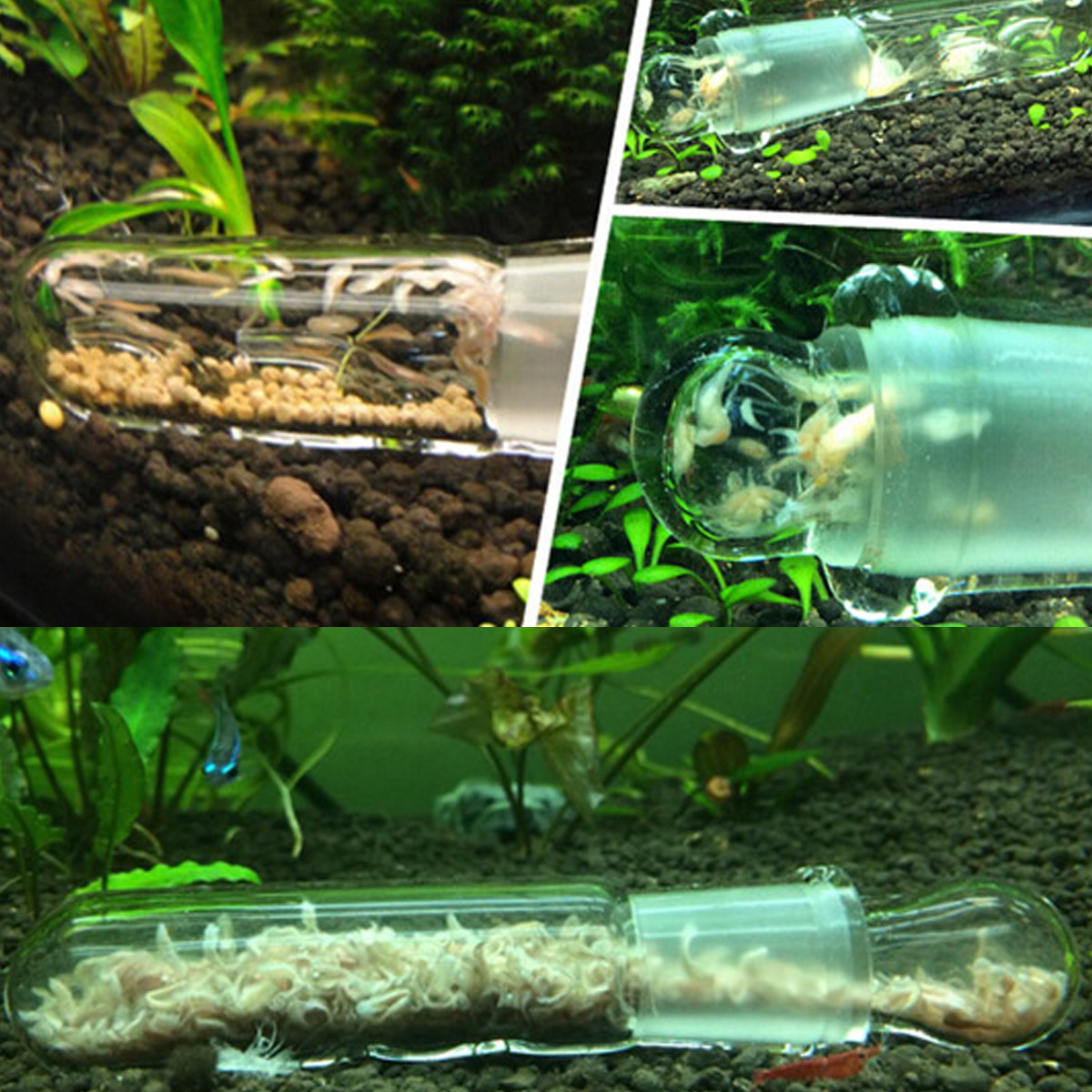 مصيدة زجاجية لحوض السمك بفتحتي - مراجعة Aquarium Fish Trap وسعره
